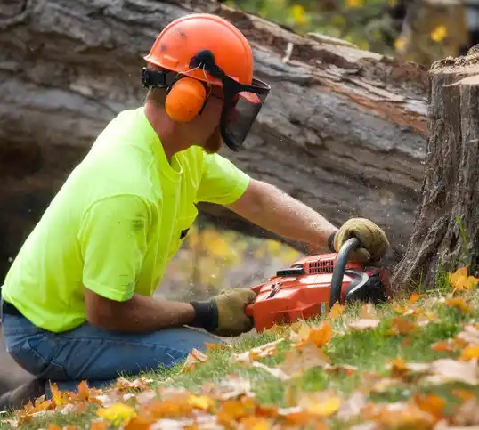 tree services Picayune